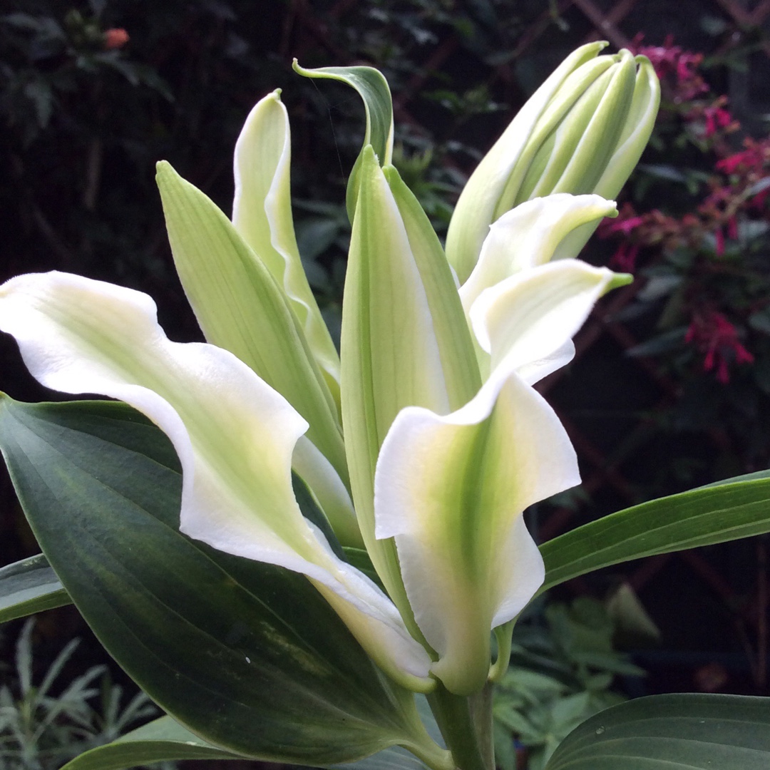 Lilium Polar Star in the GardenTags plant encyclopedia Lily Polar Star (Oriental) in the GardenTags plant encyclopedia