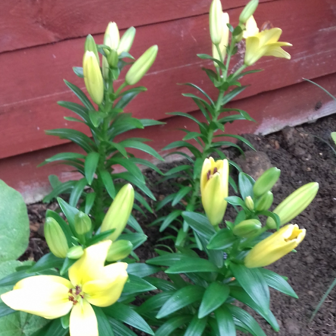 Lilium Golden Jubilee in the GardenTags plant encyclopedia Lily Golden Jubilee (Asiatic) in the GardenTags plant encyclopedia