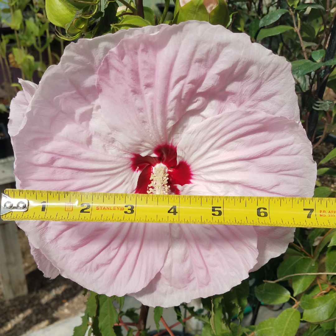 Hibiscus Tie Dye in the GardenTags plant encyclopedia Hibiscus Tie Dye in the GardenTags plant encyclopedia