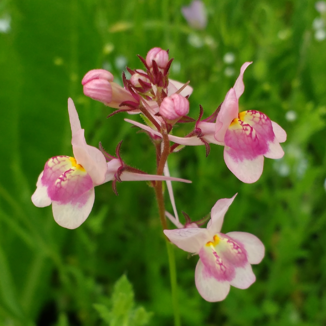 Linaria maroccana Fairy Bouquet Group in the GardenTags plant encyclopedia Toadflax Fairy Bouquet Group in the GardenTags plant encyclopedia