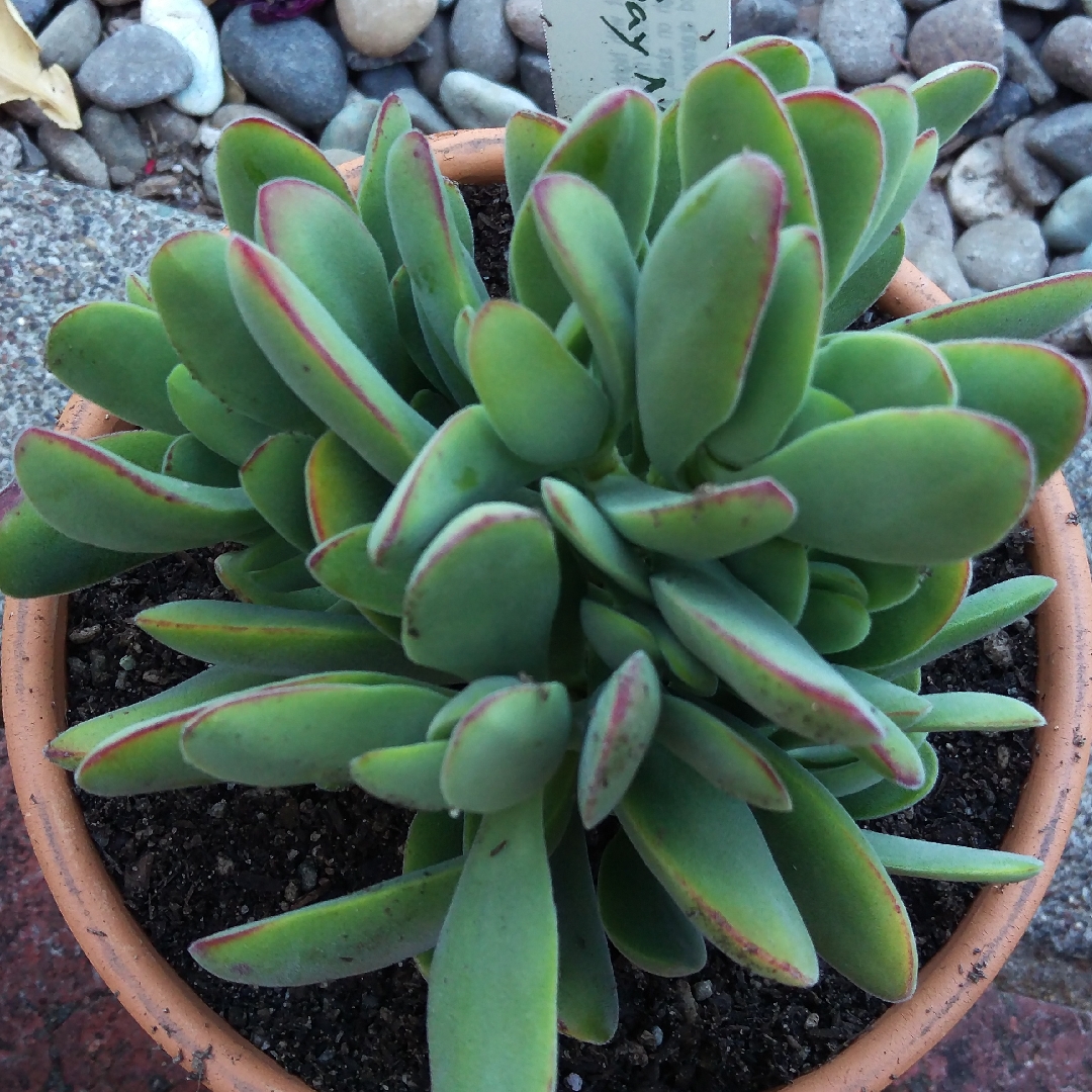 Crassula cephalophora syn. Crassula nudicaulis in the GardenTags plant encyclopedia Mini Propeller Plant in the GardenTags plant encyclopedia