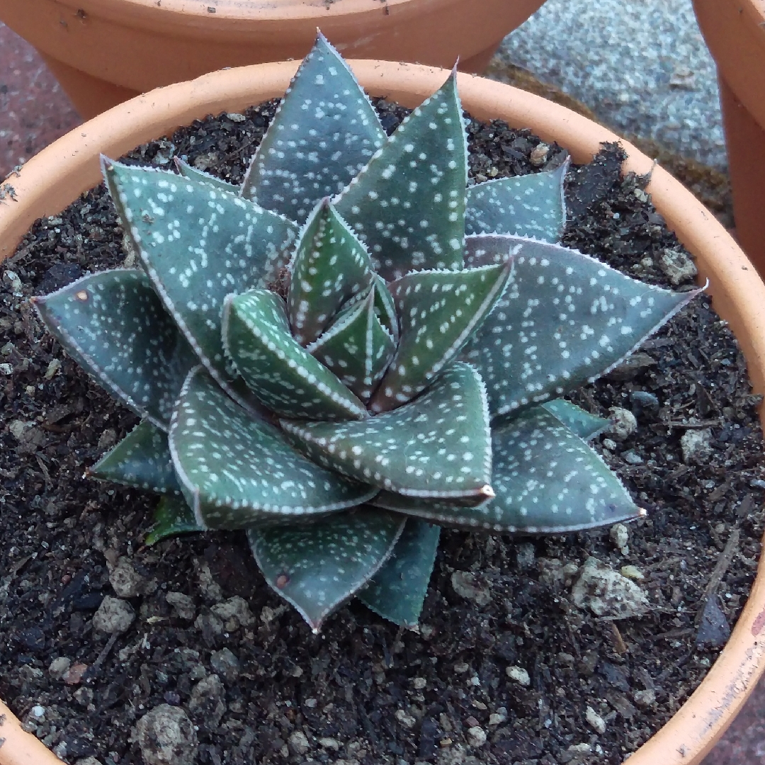 Gasteria Royal in the GardenTags plant encyclopedia Ox Tongue Royal in the GardenTags plant encyclopedia