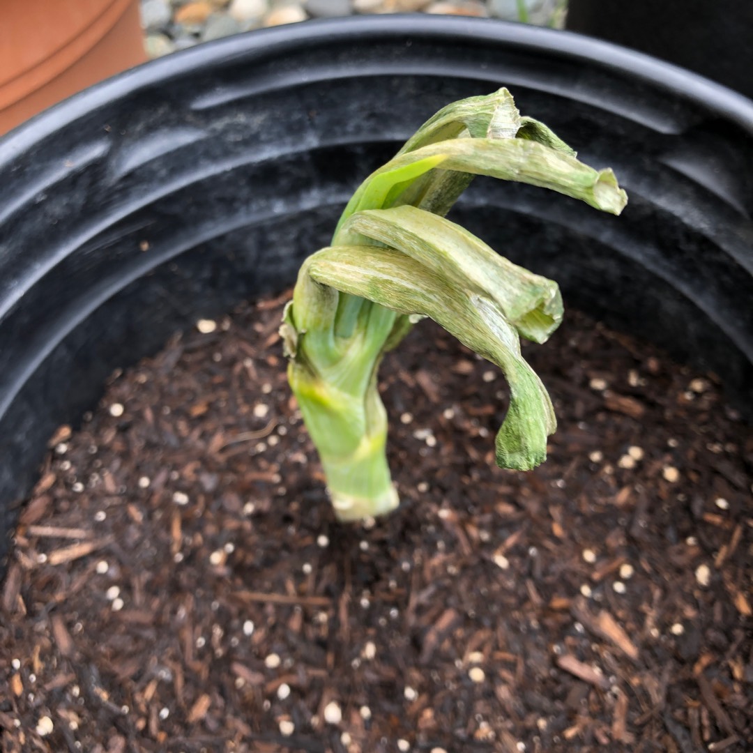 Allium cepa (Cepa Group) Candy in the GardenTags plant encyclopedia Onion Candy in the GardenTags plant encyclopedia
