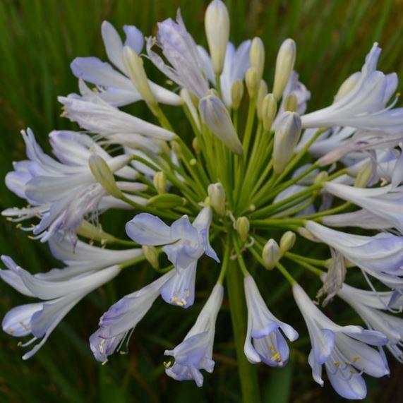 Agapanthus Phantom in the GardenTags plant encyclopedia African Lily Phantom in the GardenTags plant encyclopedia
