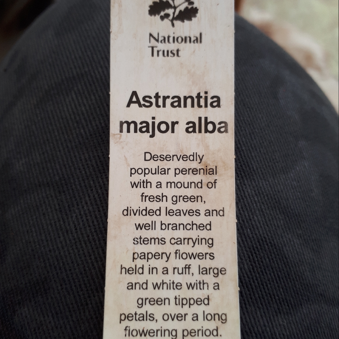 Astrantia major Alba in the GardenTags plant encyclopedia Masterwort Alba in the GardenTags plant encyclopedia