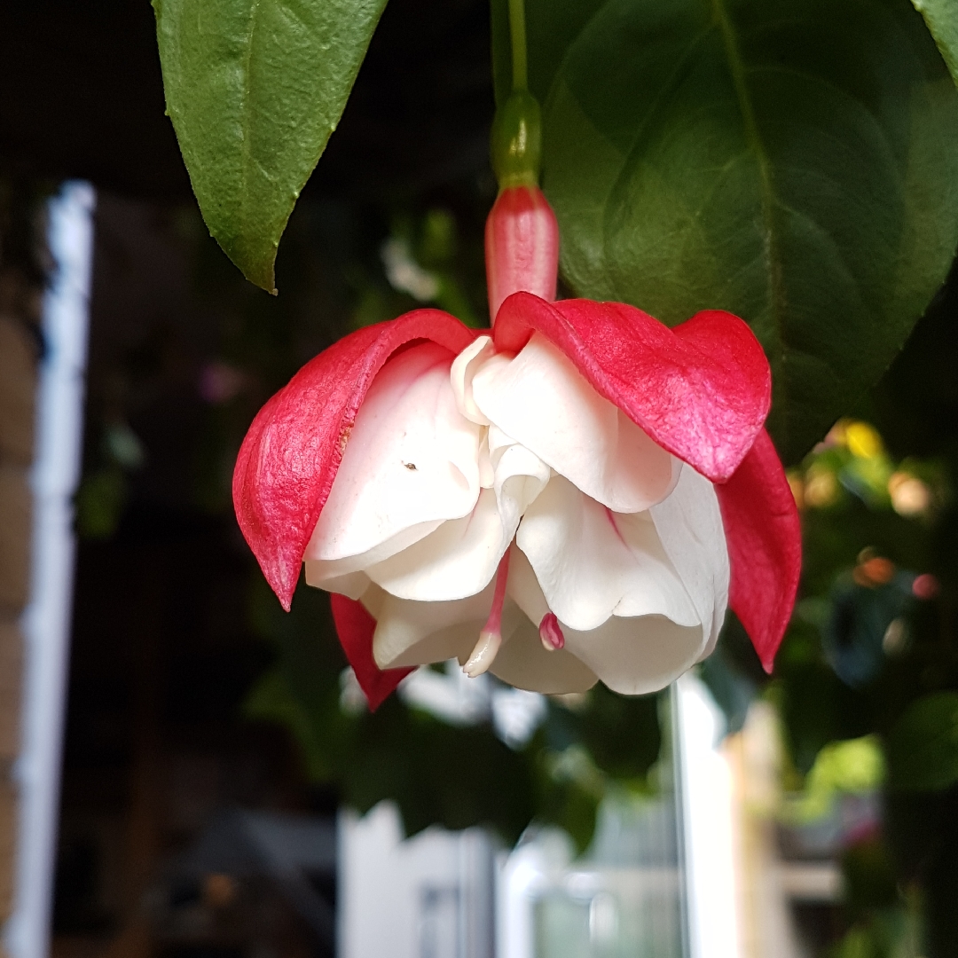 Fuchsia Snowburner Giant in the GardenTags plant encyclopedia Fuchsia Snowburner Giant in the GardenTags plant encyclopedia