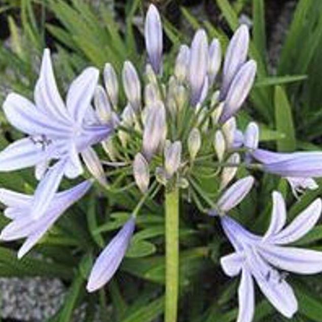 Agapanthus Wembworthy in the GardenTags plant encyclopedia African Lily Wembworthy in the GardenTags plant encyclopedia