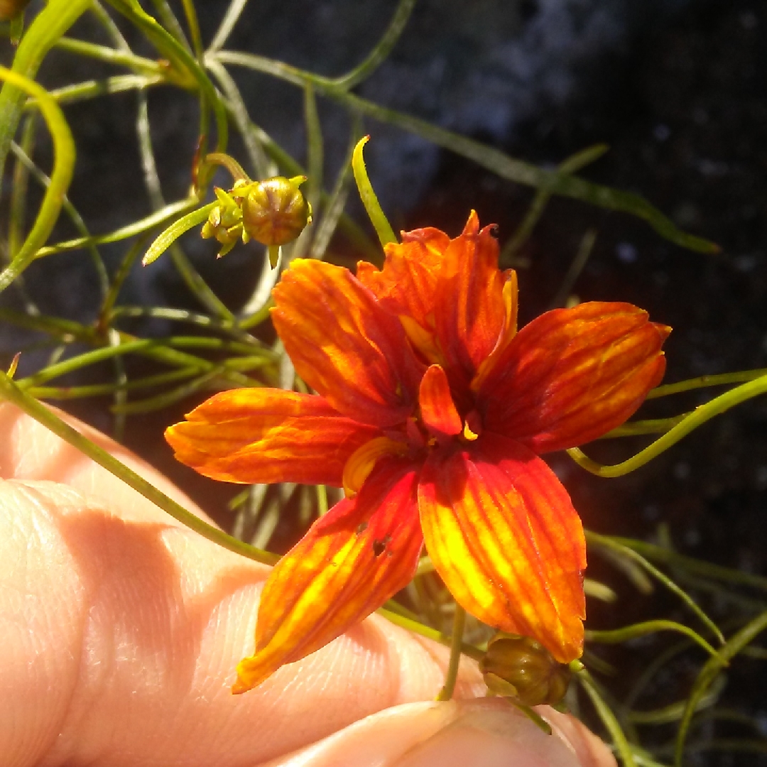 Coreopsis verticillata Sunset Strip in the GardenTags plant encyclopedia Threadleaf Coreopsis Sunset Strip in the GardenTags plant encyclopedia