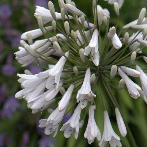 Agapanthus Windsor Grey in the GardenTags plant encyclopedia African Lily Windsor Grey in the GardenTags plant encyclopedia