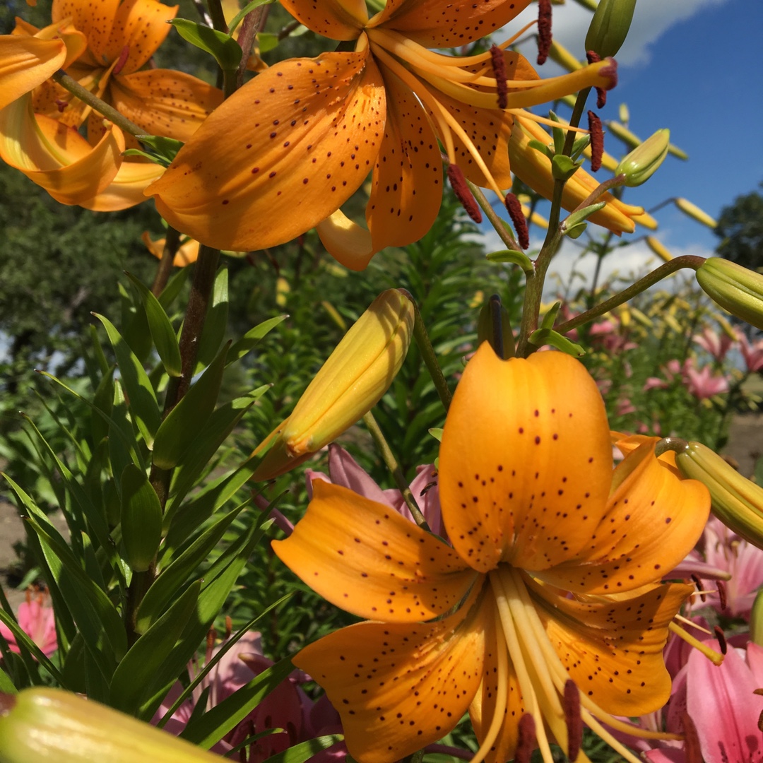 Lilium Brunello in the GardenTags plant encyclopedia Lily Brunello (Asiatic) in the GardenTags plant encyclopedia
