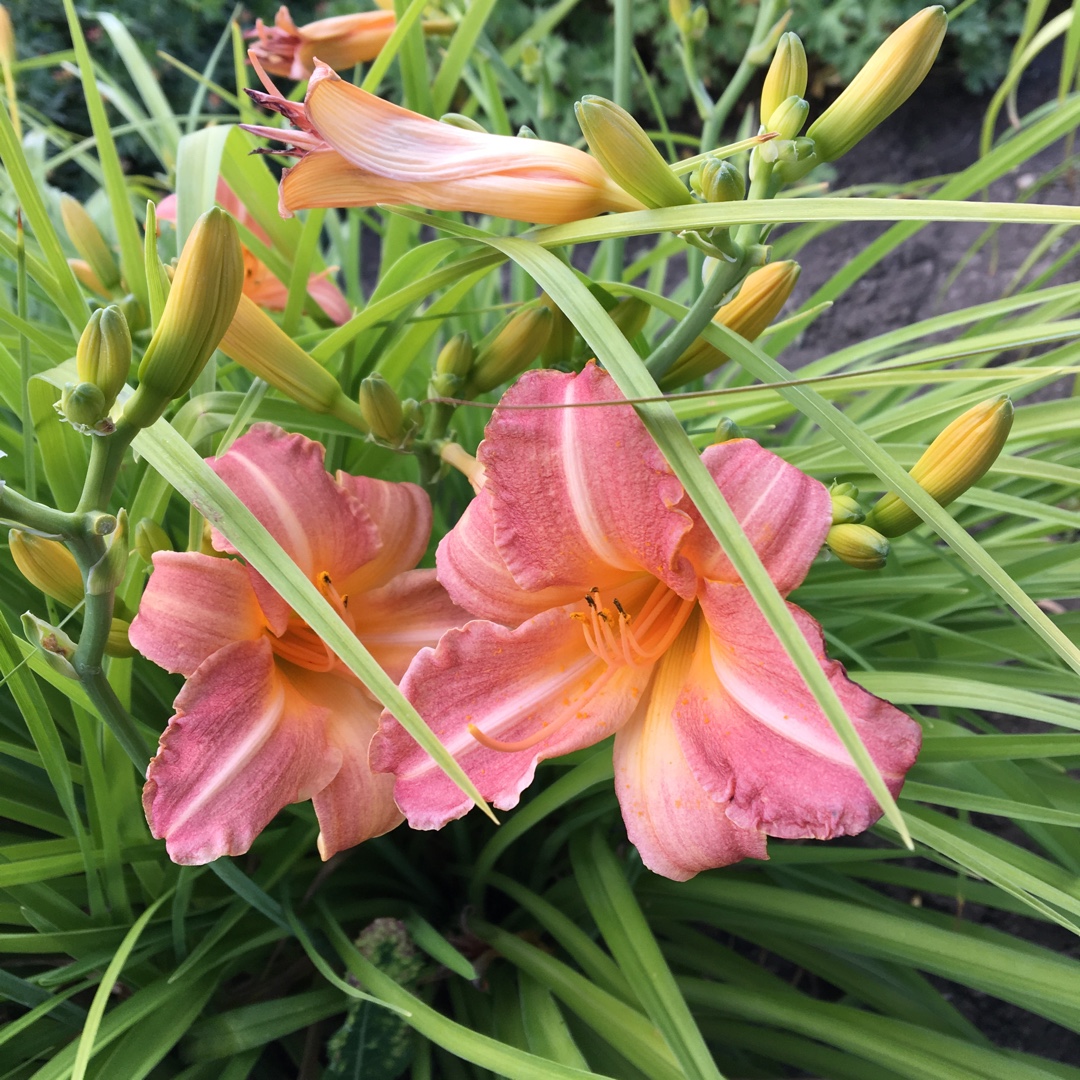 Hemerocallis Cedar Waxwing in the GardenTags plant encyclopedia Daylily Cedar Waxwing in the GardenTags plant encyclopedia