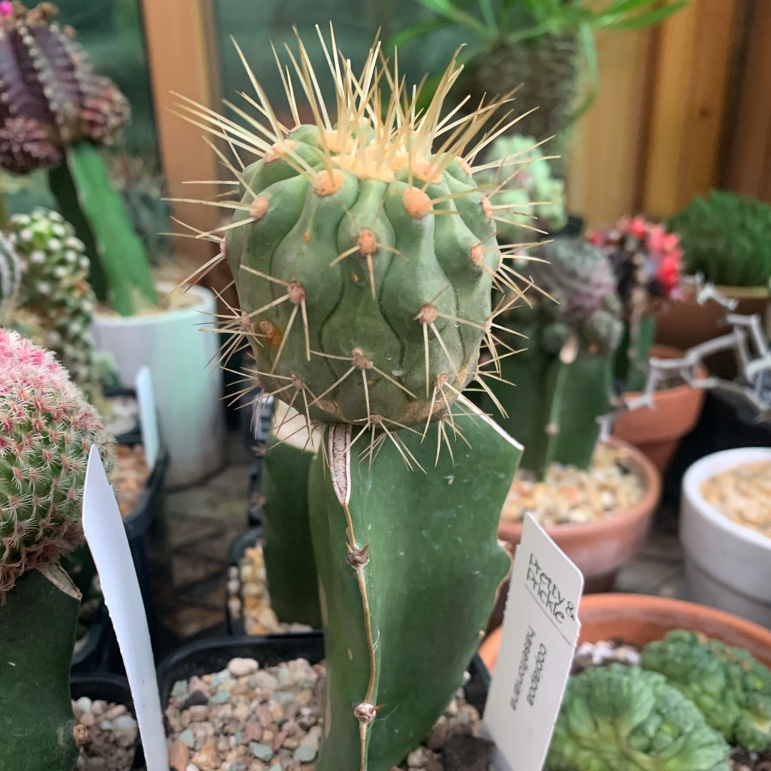 Copiapoa cinerea subsp. haseltoniana in the GardenTags plant encyclopedia Copiapoa haseltoniana in the GardenTags plant encyclopedia