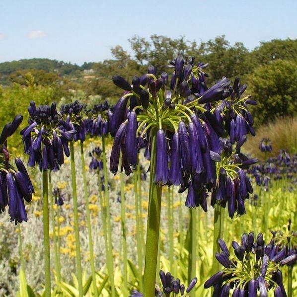 Agapanthus inapertus subsp. pendulus Graskop syn. Agapanthus inapertus Graskop in the GardenTags plant encyclopedia African Lily Graskop in the GardenTags plant encyclopedia