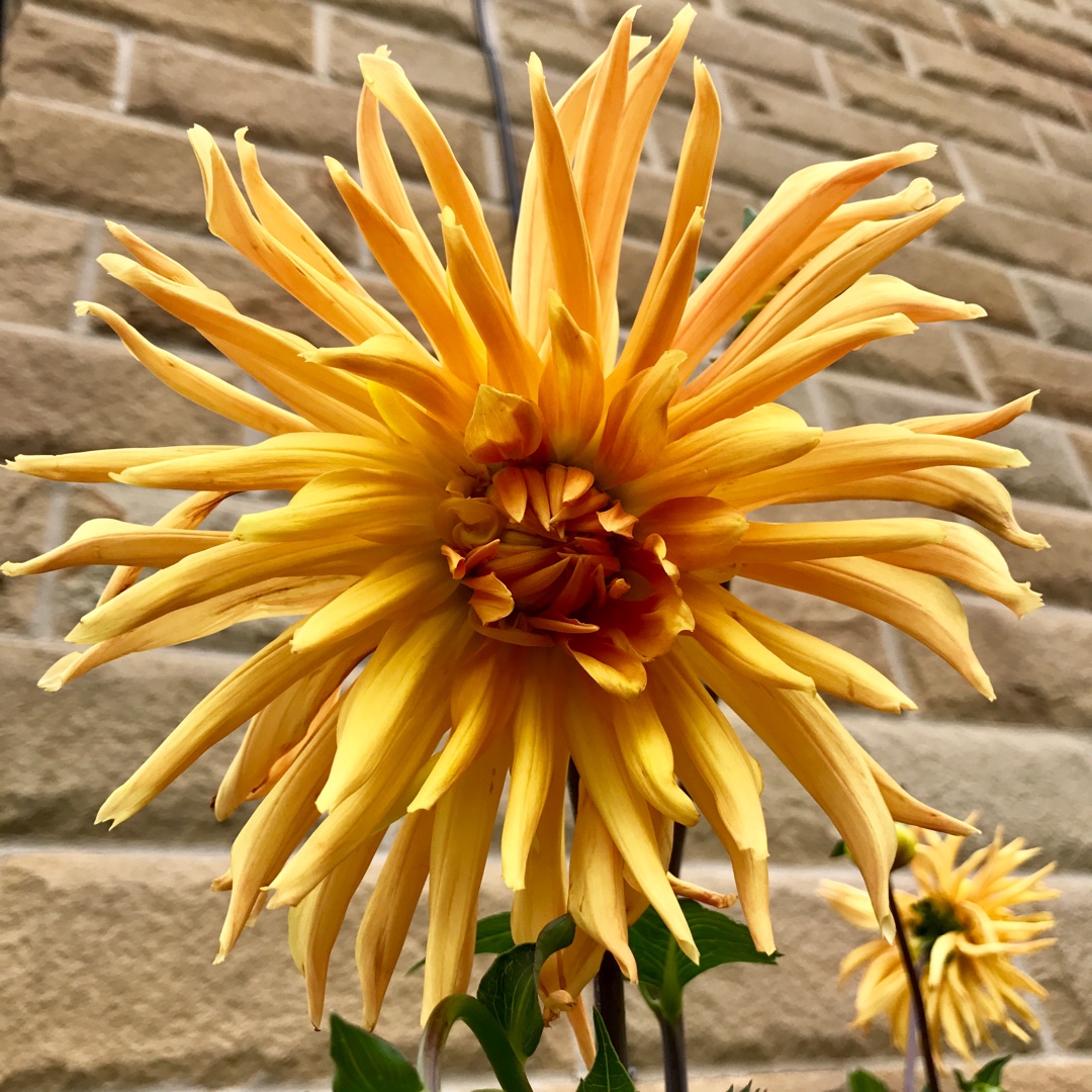 Dahlia Gold Crown in the GardenTags plant encyclopedia Dahlia Gold Crown in the GardenTags plant encyclopedia