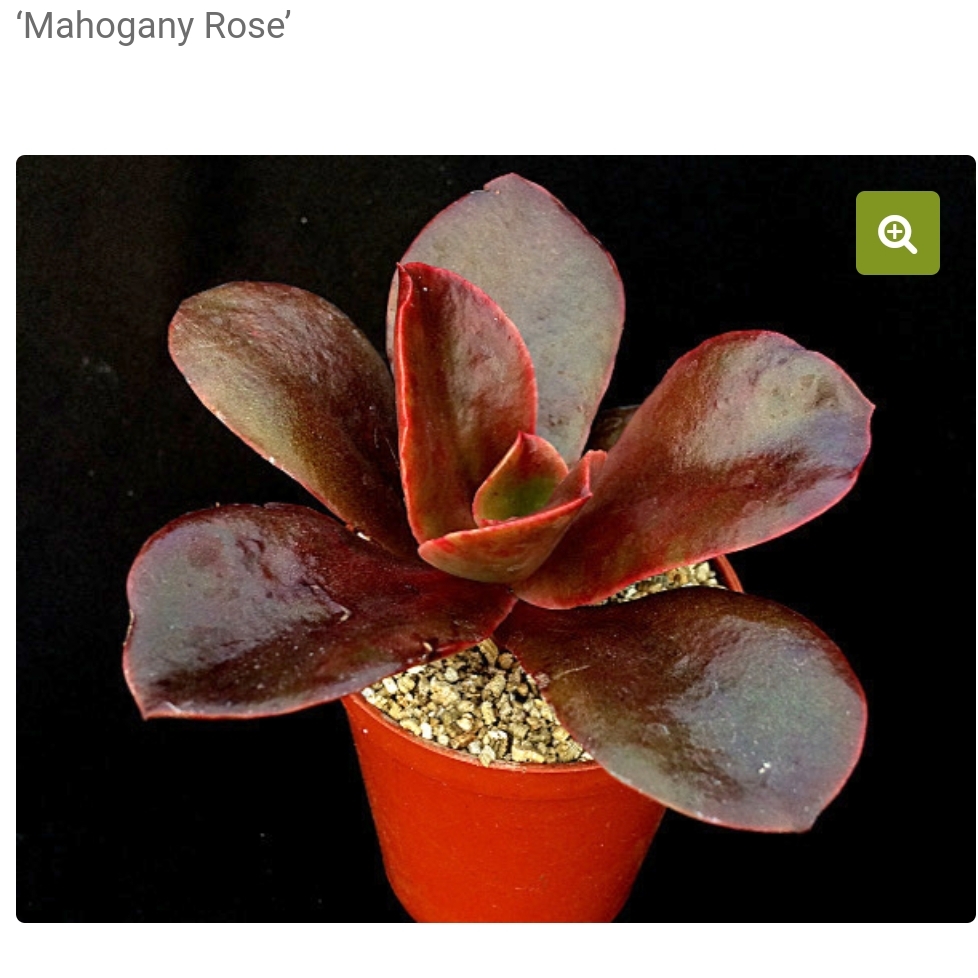 Echeveria Mahogany Rose in the GardenTags plant encyclopedia Echeveria Mahogany Rose in the GardenTags plant encyclopedia