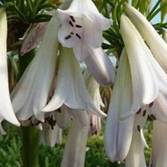 Agapanthus inapertus Crystal Drop in the GardenTags plant encyclopedia African Lily Crystal Drop in the GardenTags plant encyclopedia