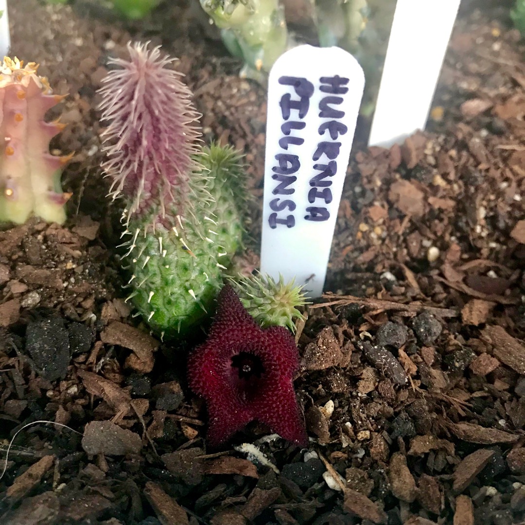 Huernia pillansii in the GardenTags plant encyclopedia Cocklebur in the GardenTags plant encyclopedia