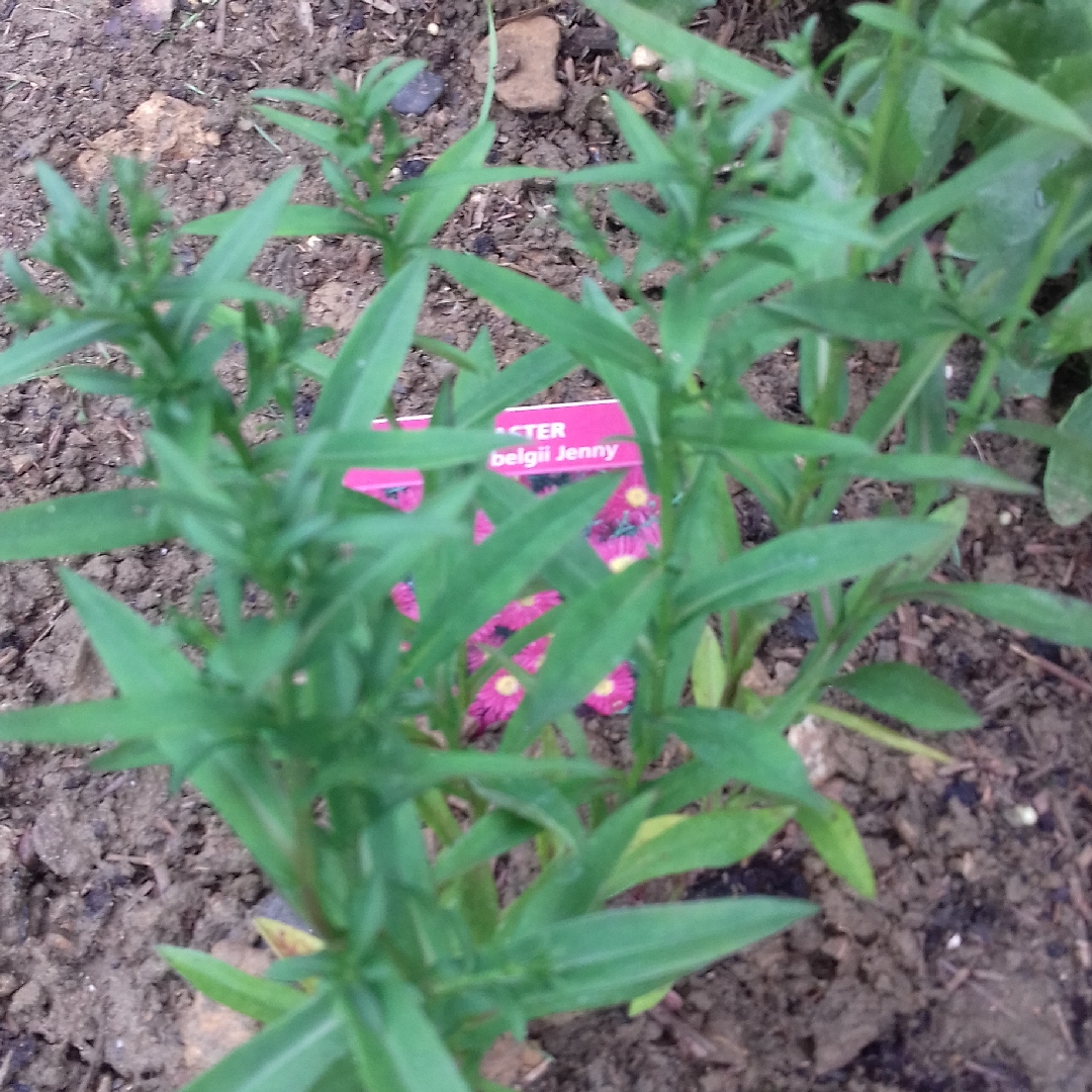 Aster novi- belgii syn. Symphyotrichum novi-belgii Jenny ; Aster dumosus Jenny in the GardenTags plant encyclopedia Michaelmas Daisy Jenny in the GardenTags plant encyclopedia