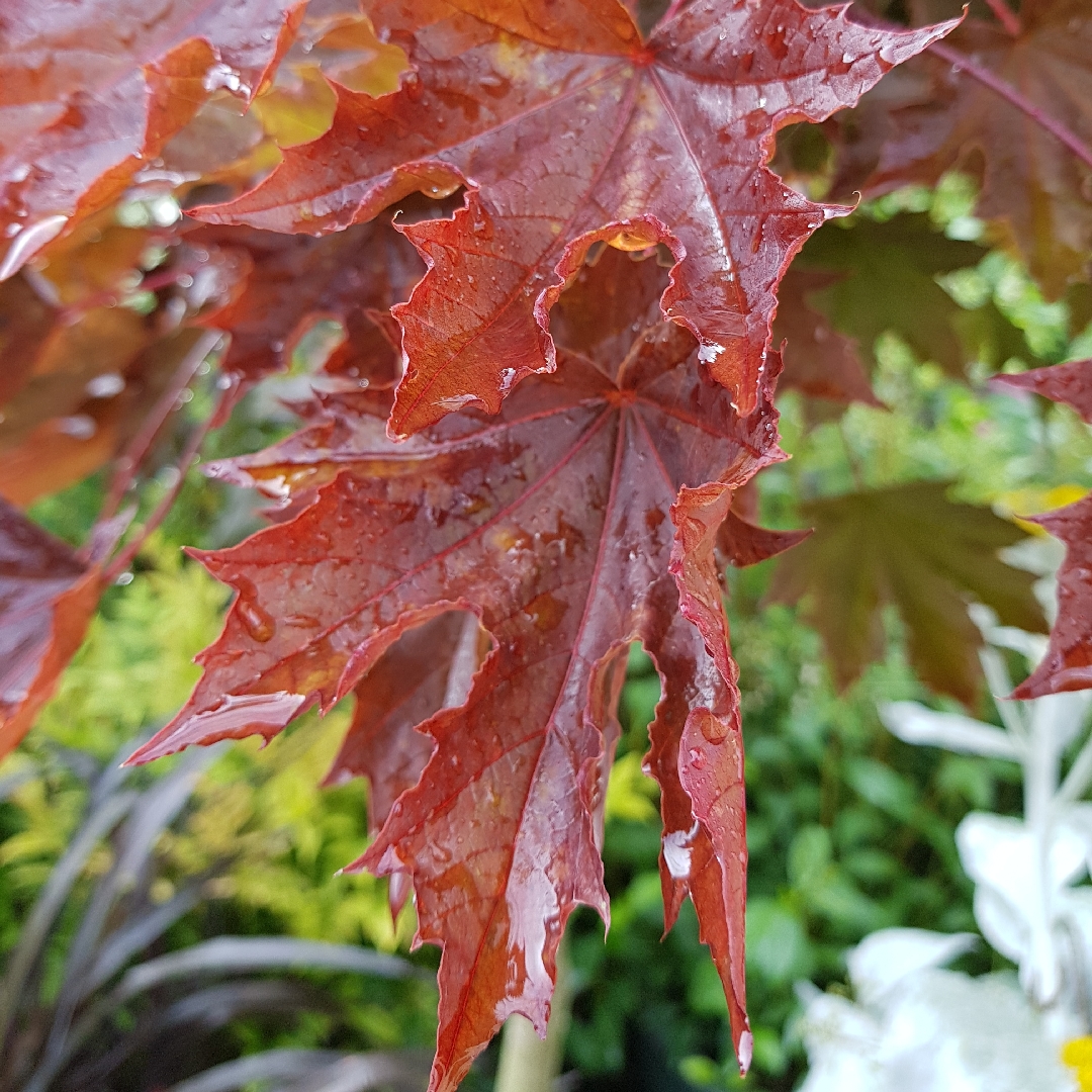 Acer Platanoides Crimson Sentry in the GardenTags plant encyclopedia Norway Maple Tree Crimson Sentry in the GardenTags plant encyclopedia