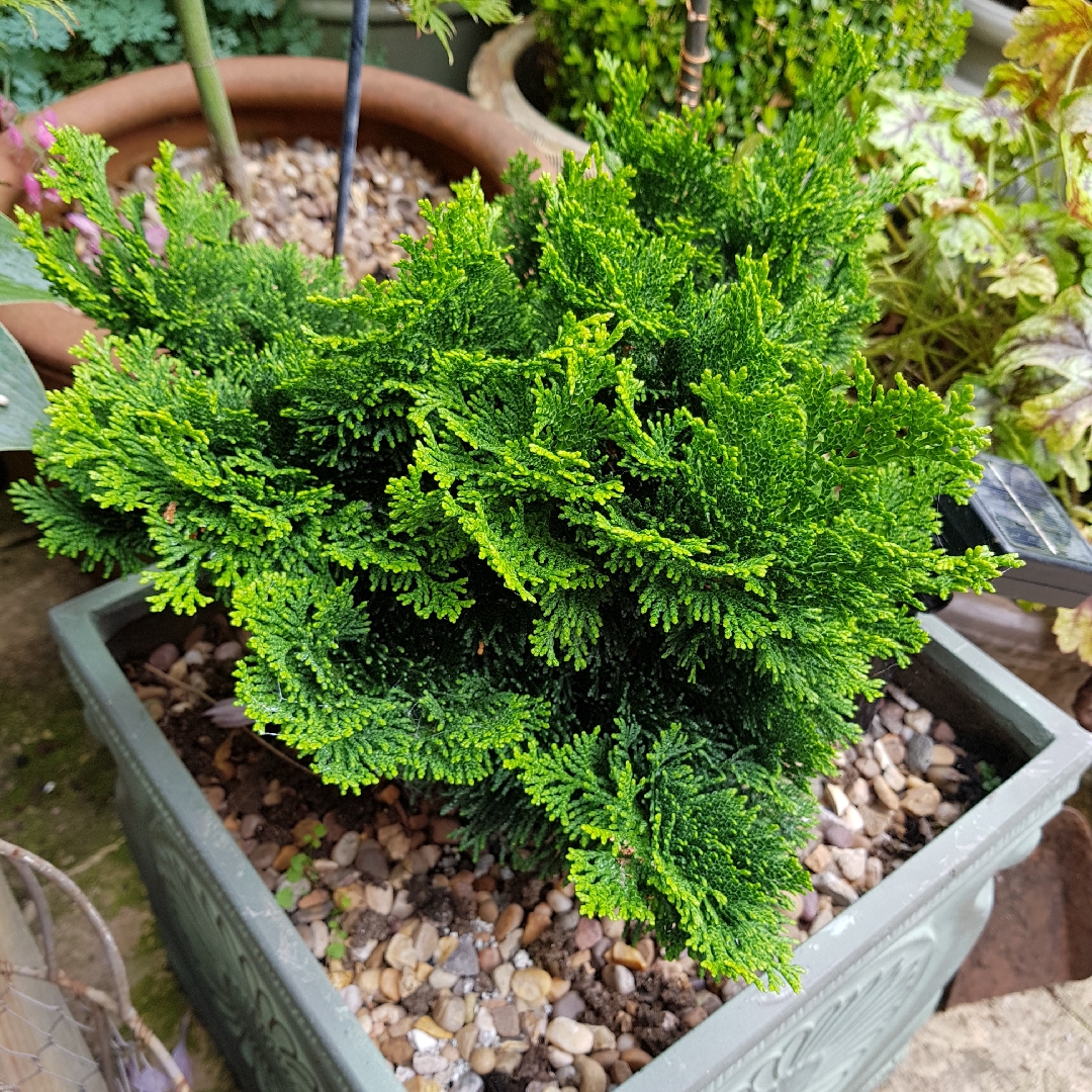 Chamaecyparis obtusa Nana Gracilis in the GardenTags plant encyclopedia Hinoki Cypress Nana Gracilis in the GardenTags plant encyclopedia