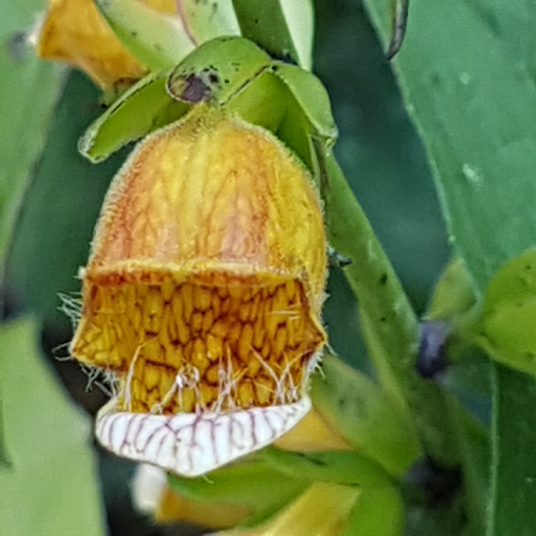Digitalis Laevigata in the GardenTags plant encyclopedia Smooth Foxglove in the GardenTags plant encyclopedia