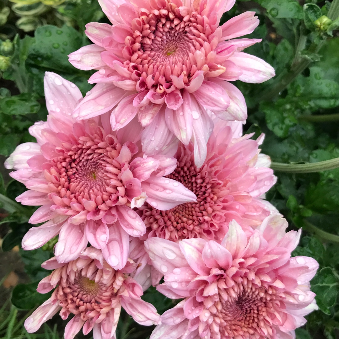 Chrysanthemum Gompie Pink in the GardenTags plant encyclopedia Decorative Spray Chrysanthemum Gompie Pink in the GardenTags plant encyclopedia