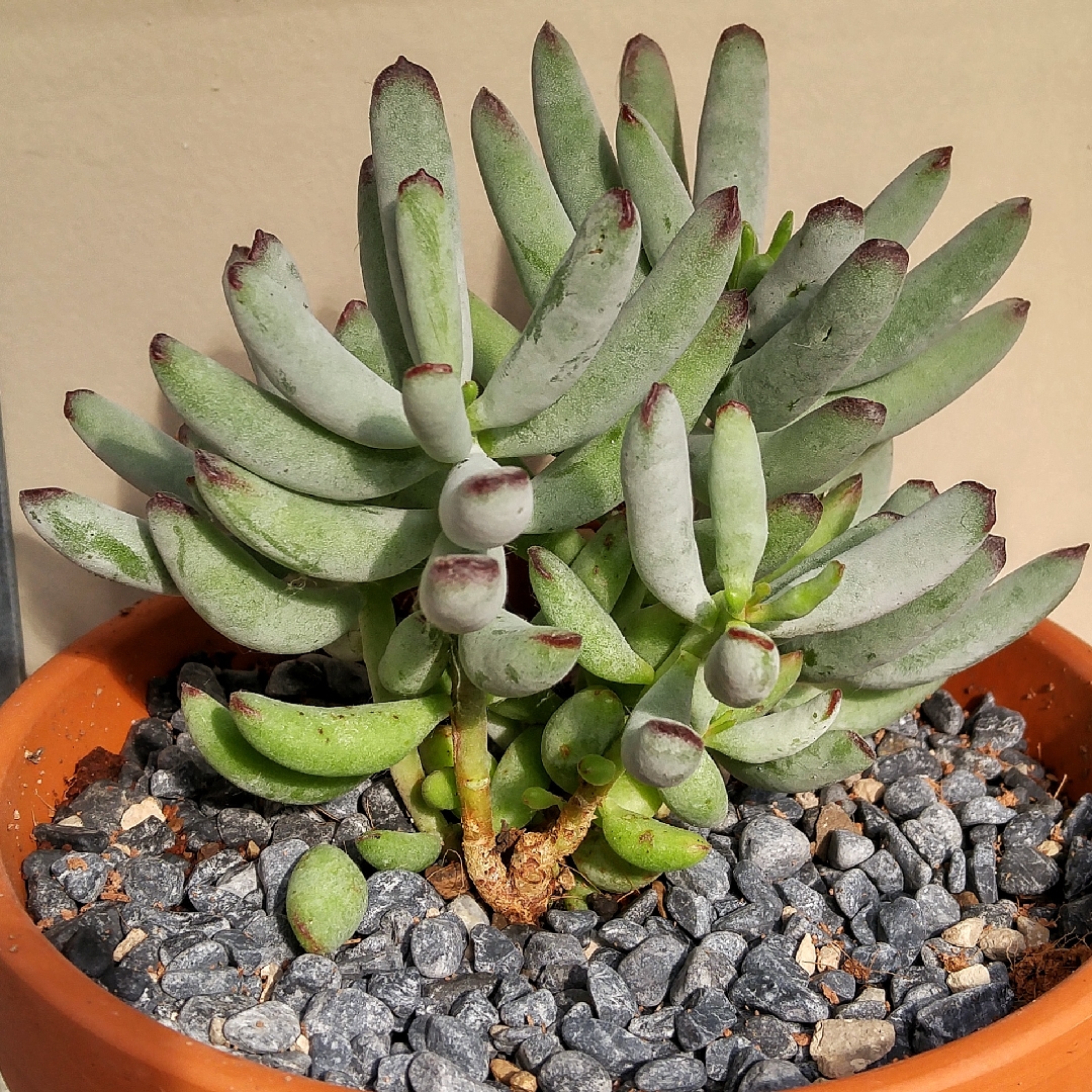 Cotyledon Happy Young Lady in the GardenTags plant encyclopedia Happy Young Lady in the GardenTags plant encyclopedia
