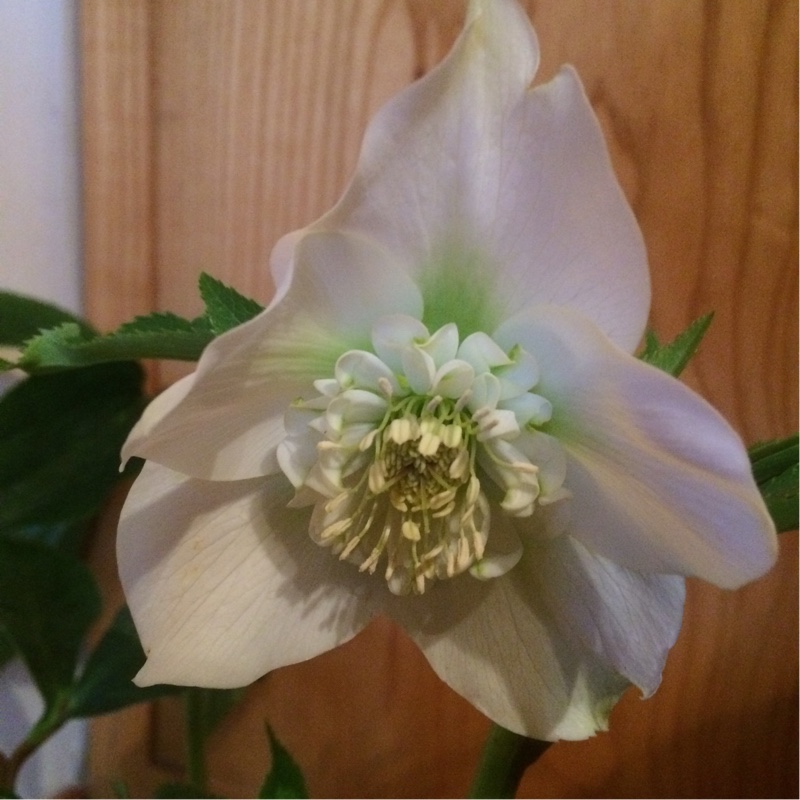 Helleborus x hybridus Credale Strain in the GardenTags plant encyclopedia Hellebore Credale Strain in the GardenTags plant encyclopedia