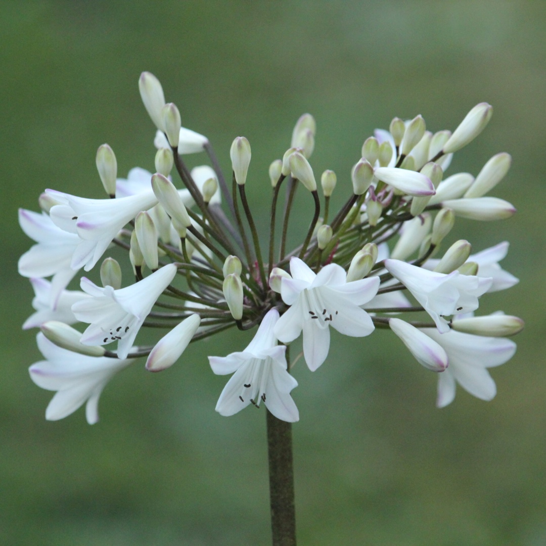 Agapanthus Ardernei Hybrid in the GardenTags plant encyclopedia African Lily Ardernei Hybrid in the GardenTags plant encyclopedia