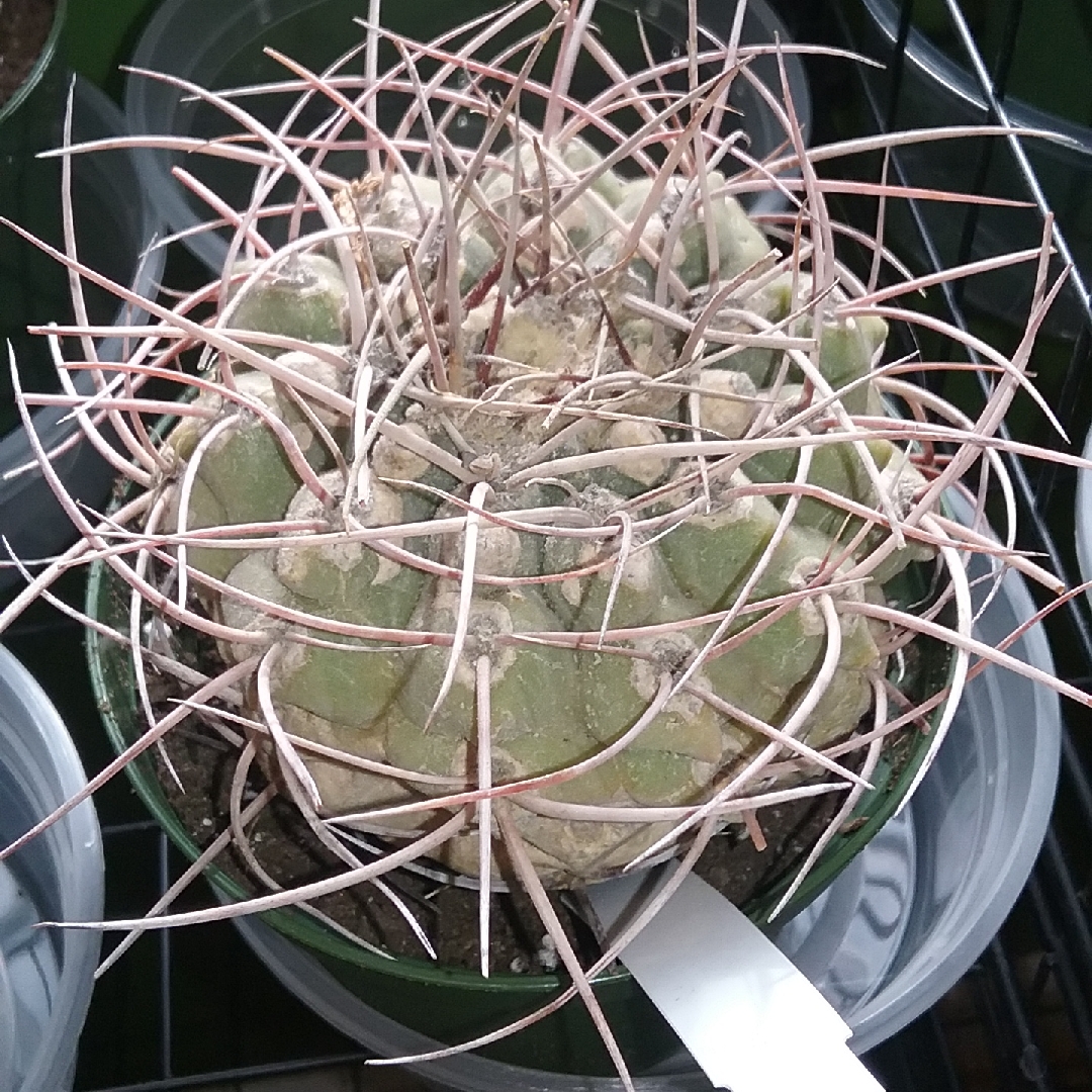 Gymnocalycium alboareolatum in the GardenTags plant encyclopedia Gymnocalycium alboareolatum in the GardenTags plant encyclopedia