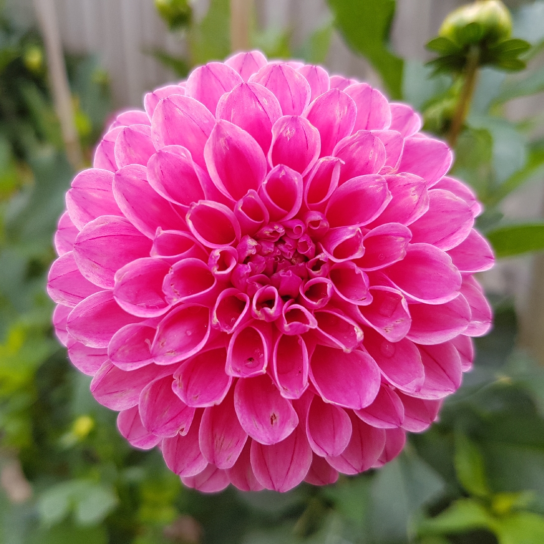 Dahlia Rebecca Lynn in the GardenTags plant encyclopedia Dahlia Rebecca Lynn in the GardenTags plant encyclopedia