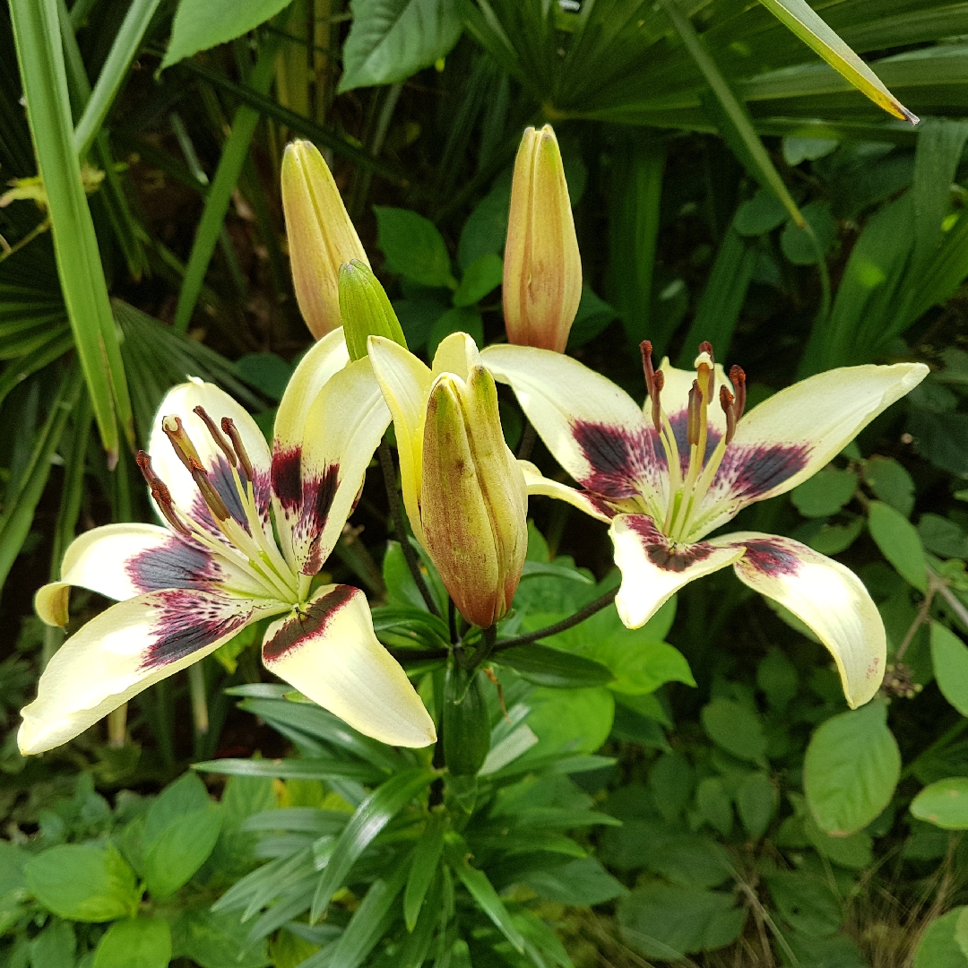 Lilium Patricias Pride in the GardenTags plant encyclopedia Lily Patricias Pride (Asiatic) in the GardenTags plant encyclopedia
