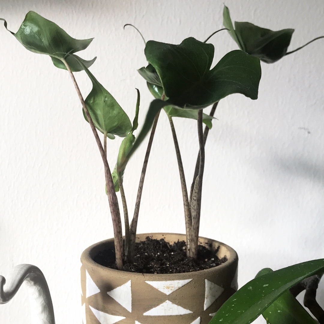 Alocasia Stingray in the GardenTags plant encyclopedia Alocasia Stingray in the GardenTags plant encyclopedia
