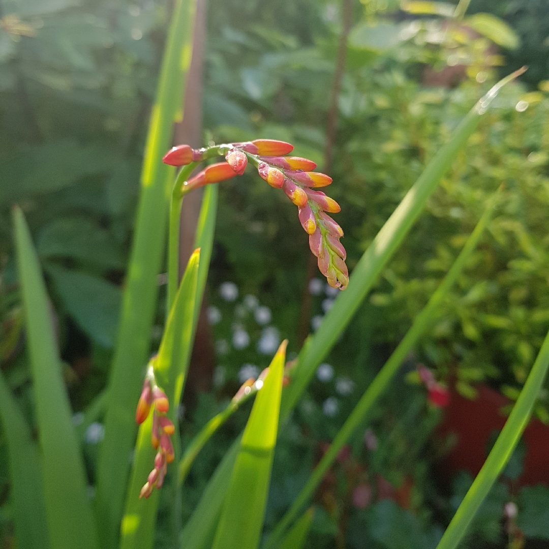 Crocosmia Pek Or syn. Crocosmia Orange Pekoe in the GardenTags plant encyclopedia Montbretia Orange Pekoe in the GardenTags plant encyclopedia