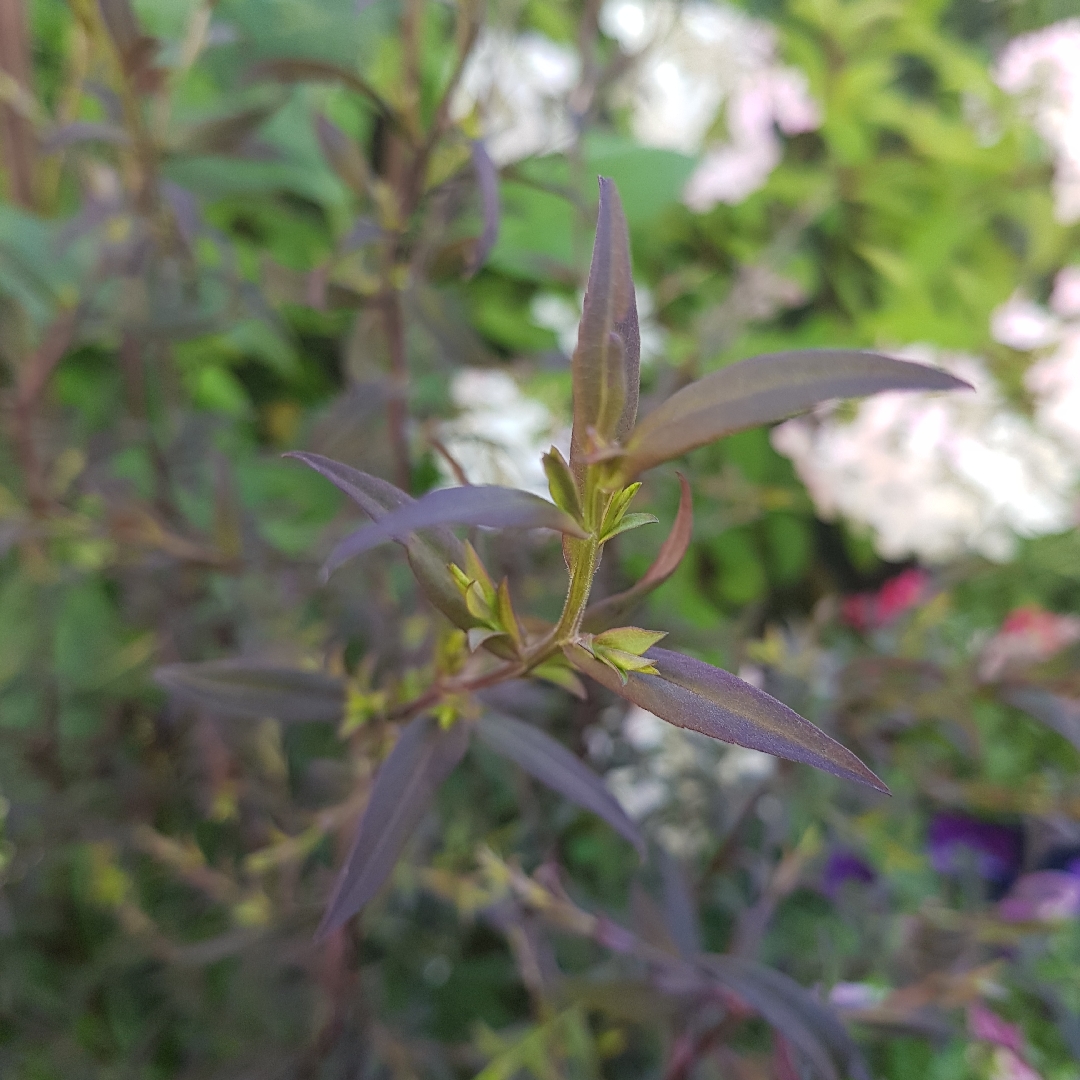 Aster laterifolius Lady in Black in the GardenTags plant encyclopedia Aster Lady in Black in the GardenTags plant encyclopedia