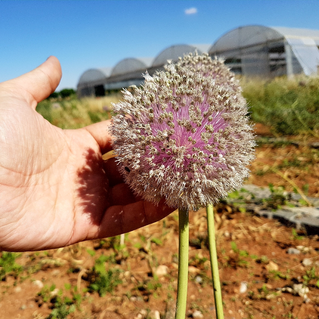 Allium tuncelianum in the GardenTags plant encyclopedia Allium (Species) Tunceli Garlic in the GardenTags plant encyclopedia
