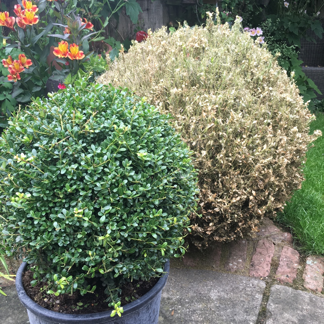 Ilex crenata Kinme in the GardenTags plant encyclopedia Japanese Holly Kinme in the GardenTags plant encyclopedia