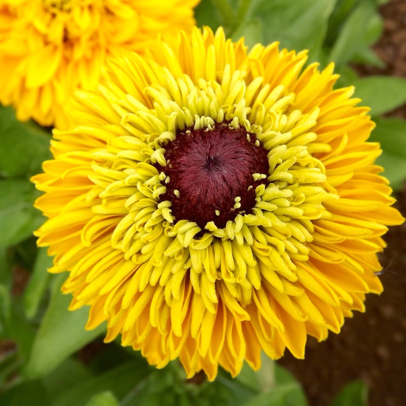 Rudbeckia hirta Maya in the GardenTags plant encyclopedia Coneflower Maya in the GardenTags plant encyclopedia