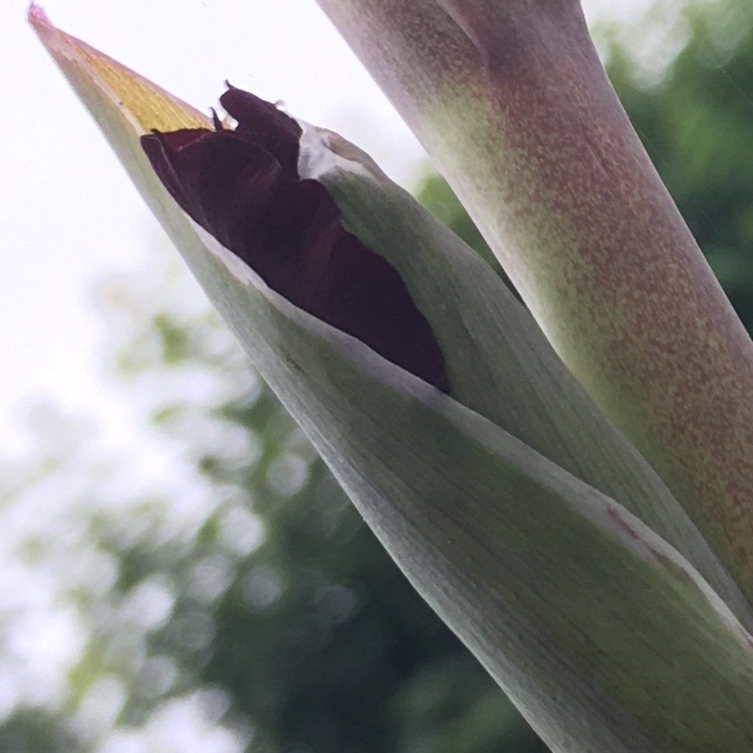Gladiolus Oscar in the GardenTags plant encyclopedia Gladioli Oscar (Large-flowered) in the GardenTags plant encyclopedia