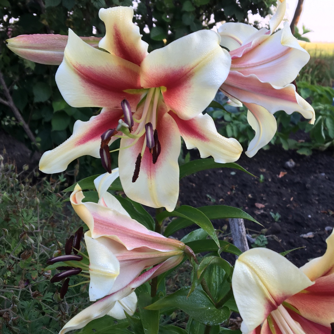 Lilium Garden Pleasure in the GardenTags plant encyclopedia Lily Garden Pleasure (Other) in the GardenTags plant encyclopedia
