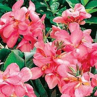 Canna Pink Magic in the GardenTags plant encyclopedia Canna Pink Magic in the GardenTags plant encyclopedia