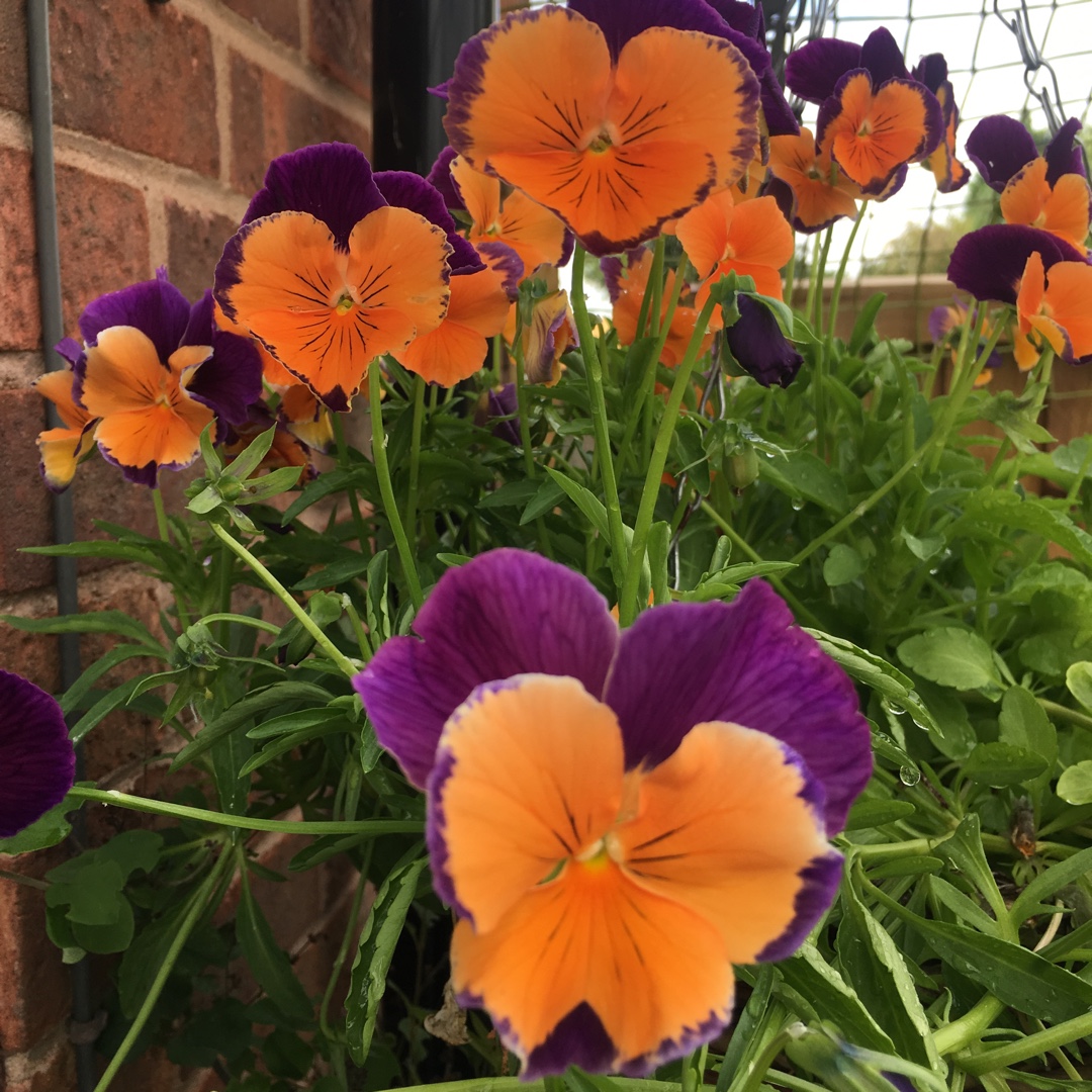 Viola x wittrockiana Jolly Joker in the GardenTags plant encyclopedia Pansy Jolly Joker in the GardenTags plant encyclopedia