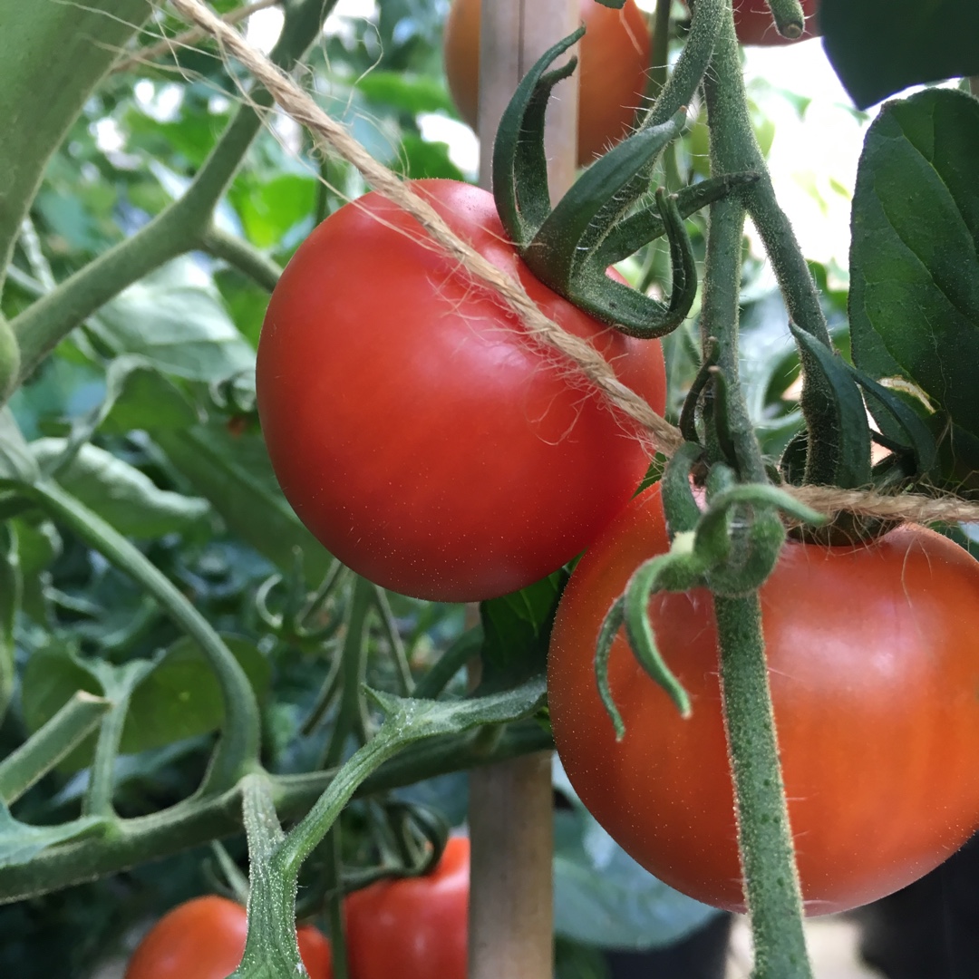 Solanum Lycopersicum Kenilworth King George in the GardenTags plant encyclopedia Tomato Kenilworth King George in the GardenTags plant encyclopedia