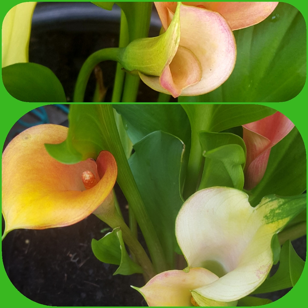 Zantedeschia Passionfruit in the GardenTags plant encyclopedia Calla Lily Passionfruit in the GardenTags plant encyclopedia
