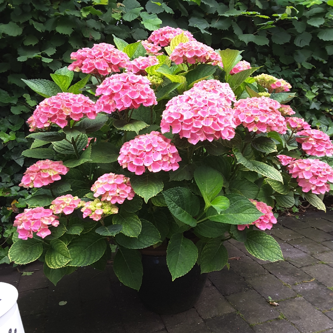 Hydrangea Magical Amethyst in the GardenTags plant encyclopedia Hydrangea Magical Amethyst in the GardenTags plant encyclopedia