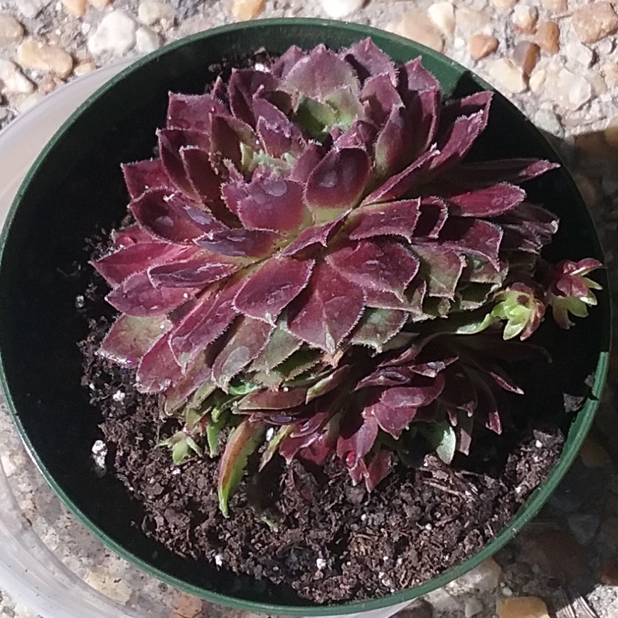 Sempervivum Cherry Berry in the GardenTags plant encyclopedia Sempervivum Cherry Berry in the GardenTags plant encyclopedia