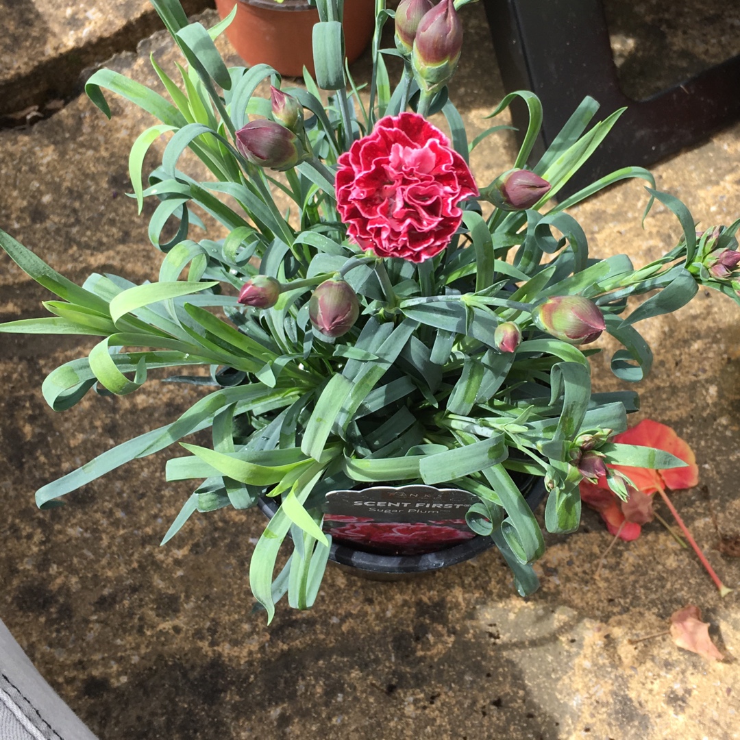 Dianthus Sugar Plum in the GardenTags plant encyclopedia Pink Sugar Plum in the GardenTags plant encyclopedia