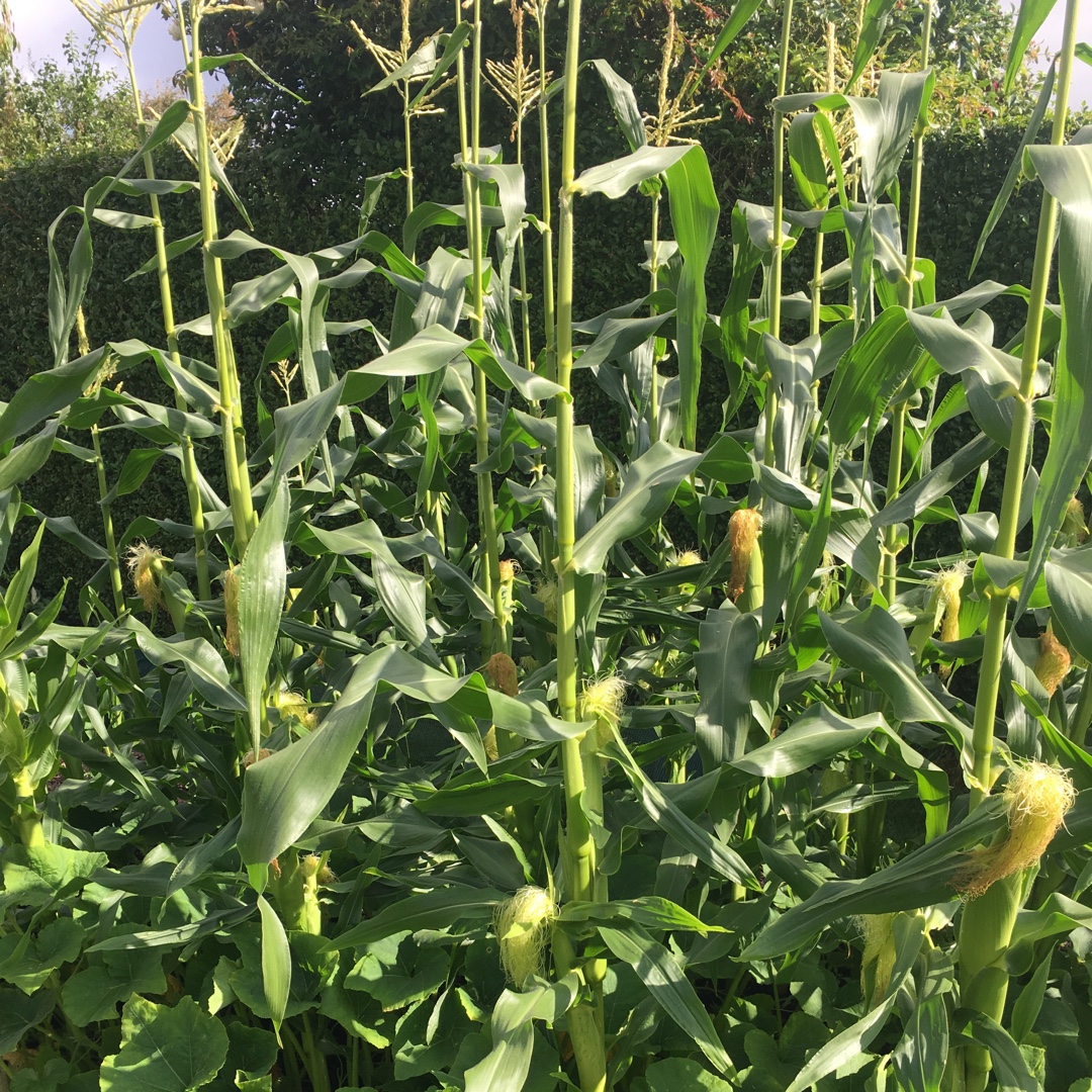 Zea mays var. saccharata Lark F1 Hybrid in the GardenTags plant encyclopedia Sweet Corn Lark F1 Hybrid in the GardenTags plant encyclopedia