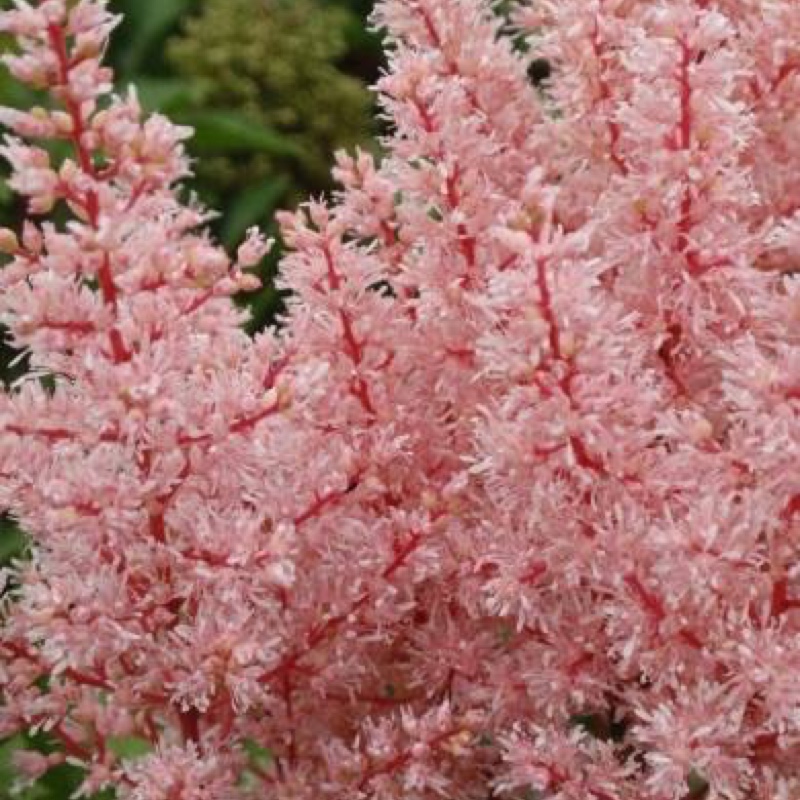 Astilbe x arendsii Look At Me in the GardenTags plant encyclopedia False Goatsbeard Look At Me in the GardenTags plant encyclopedia