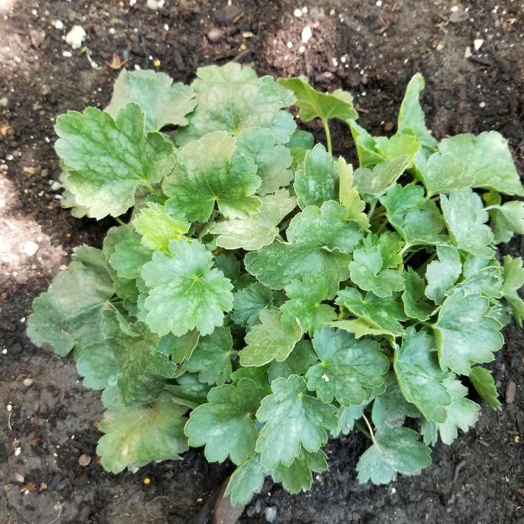 Heuchera x brizoides in the GardenTags plant encyclopedia Coral Bells in the GardenTags plant encyclopedia